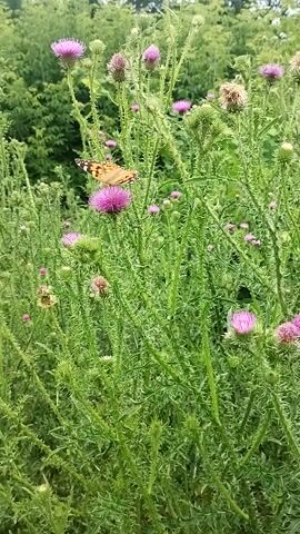 A butterfly with orange and black wings rests on a purple thistle flower. The butterfly is positioned on the right side of the frame. The thistle plant has a spiky green stem and leaves. There are several other thistle flowers, some in bloom and some in bud, scattered throughout the scene. In the background, green foliage and trees are visible. The video is filmed in landscape orientation.