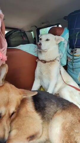 The video shows two dogs inside a vehicle, likely a car or SUV. The dog in the foreground is a German Shepherd mix with tan and black fur, lying down and resting its head on a blue cushion. Its eyes are closed, and it appears to be asleep or very relaxed.

Behind the first dog, a white dog with upright ears is sitting. This dog has a collar and a leash attached, which is red and extends out of frame. The white dog's eyes are partially closed, giving it a serene or drowsy expression. Its head is slightly tilted.

The interior of the vehicle is visible, with various items packed around the dogs. Luggage, including what appears to be duffel bags and possibly a suitcase, is stacked behind and around the dogs. A brown-colored seat is also visible. A pink and white rope is draped over some of the luggage on the left side of the frame. The lighting suggests it is daytime, possibly overcast, as the light is diffused. The overall impression is of two dogs traveling in a vehicle, likely on a journey.