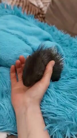 A hand is shown supporting a young porcupine on a fluffy blue blanket. The porcupine's quills are visible, some of which are white. The hand is resting on the blanket, and the porcupine is nestled in the palm of the hand. The background is slightly blurred but appears to be a domestic setting.