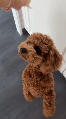 Poodle doing tricks for treats in Marum