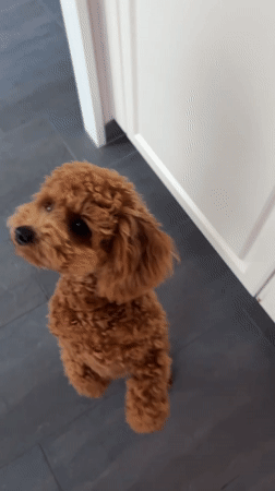 Poodle doing tricks for treats in Marum