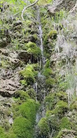 A static, low-angle shot shows water cascading down a moss-covered rocky cliff in a dense forest. The camera captures the continuous flow of water forming small streams and droplets, with lush green moss and scattered plants clinging to the rock face. The top of the cliff is out of frame, but the light green foliage of trees is visible at the very top of the shot, suggesting an overhead canopy. The sound of water is audible throughout the video.