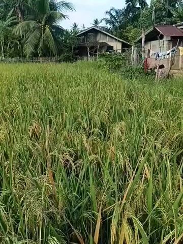 The video depicts a lush rice field. The rice stalks are tall, green, and laden with grains that are starting to turn golden, indicating ripeness. In the background, there are a couple of modest houses and trees, including some coconut palms. Clothes can be seen hanging on a line in the backyard of one of the houses. The sky is slightly overcast, providing even lighting across the scene. There are no people visible in the video. The camera appears stationary, providing a static view of the rice field and its surroundings.