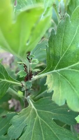 The video shows a close-up view of a plant stem infested with aphids. The aphids are small, dark brown, and clustered together on the stem and the undersides of leaves. Some white, waxy substances, likely aphid honeydew or shed skins, are also visible. A few ants are also present, likely tending to the aphids for their honeydew. The plant has green, serrated leaves. The background is blurred, suggesting the focus is solely on the plant and the insects. The lighting appears to be natural daylight.