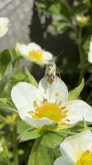 Spring garden blooms and strawberry flowers documented in residential area