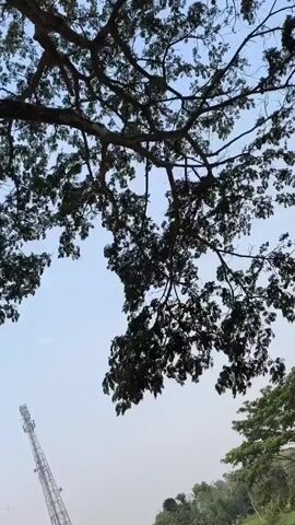 The video shows a tall cell tower in the lower left corner against a clear sky. Above the tower, a large tree with dark green leaves and intricate branches dominates the upper portion of the frame. The tree's branches extend across the sky, creating a canopy. In the lower right corner, there is a glimpse of more green foliage, possibly part of another tree or hillside. The lighting suggests it is daytime, possibly late afternoon or early morning due to the soft light. There are no people visible in the video.