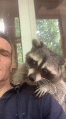 A pet raccoon's morning at home, plus aquarium and odds and ends.
