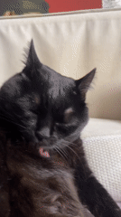 Two cats rest and groom on Moscow couch