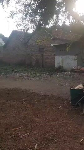 The video opens with a close-up of dry, brown soil in the foreground, with scattered dry leaves and twigs. In the middle ground, a dirt road runs horizontally, with patches of green grass and weeds growing along its edges. Behind the road, a weathered brick building with a slanted roof stands against a backdrop of trees and a bright sky. The building has a faded white door or shutter on its right side. To the left of the building, more greenery is visible. The camera pans slowly to the right, revealing more of the building and the surrounding vegetation. At the 00:02 mark, a small black and white animal, possibly a kitten, appears briefly in the foreground, sniffing the ground. The camera continues to pan right, showing more of the dirt road and the area behind it. At the 00:03 mark, another small animal, also black and white, appears to be moving through the dirt in the foreground, possibly digging or playing. The video ends with a view of the dirt road and the building in the background, with trees to the left. The overall impression is of a rural or semi-rural setting, possibly an abandoned or neglected property.