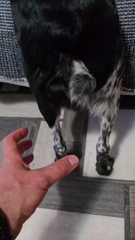A person's hand reaches out and touches the hindquarters of a black and white spotted dog. The dog appears to be lying down. The background is a floor with a wood-like pattern.