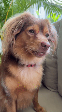 Dog in pink collar captured on video in Ubud