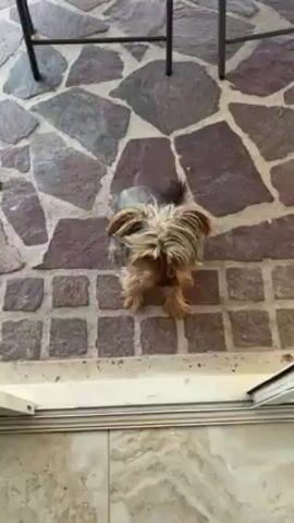 A small Yorkshire Terrier with brown and gray fur stands on a stone patio outside a doorway. The dog barks and looks upward. A black metal table or chair is visible in the background.