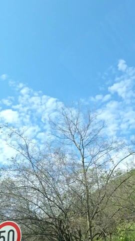The video shows a view of the sky through trees. The sky is blue with puffy white clouds. The trees are mostly bare, but some have green leaves. The camera is moving slightly, as if the person holding it is walking. Music is playing in the background.