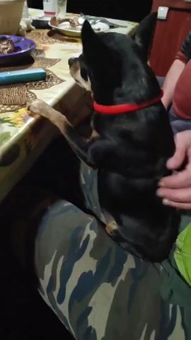 A black dog with a red collar sits on a person's lap in front of a table laden with food and dishes. The person's hand is seen petting the dog. The environment appears to be indoors, possibly a dining room, with furniture and a wall visible in the background.