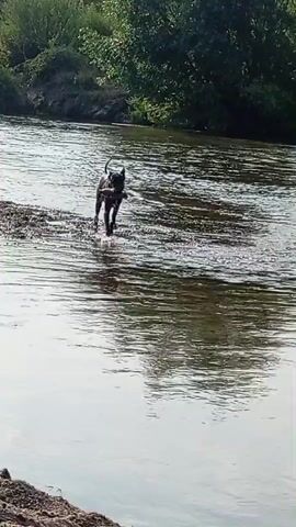 A dog is walking in a river carrying a stick. The dog is dark-colored and has a tail that is curved upwards. The dog is moving from right to left in the frame, and there is a lot of splashing around its legs. The river water is clear and appears to be shallow. There are trees and vegetation on the far bank of the river. The sun is shining, and the water is reflecting the light.