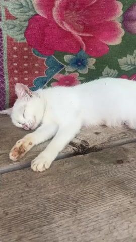 A white cat is lying on a wooden surface with a patterned blanket behind it. The cat is initially asleep with its eyes closed. It then wakes up and opens its eyes, looking towards the camera. The cat's paws have some dirt or stain on them. The blanket has a floral pattern with pink and blue flowers. The wooden surface appears to be outdoors or in an unrefined area.