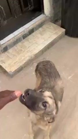 A person's hand waves at a medium-sized dog in front of a doorway with white stone steps. The dog is gray and tan, possibly a young German Shepherd mix. The person says, "Yes. Good morning." The person pets the dog briefly. The environment appears to be an outdoor patio or entry area with light-colored concrete flooring and a black pot or container in the background.