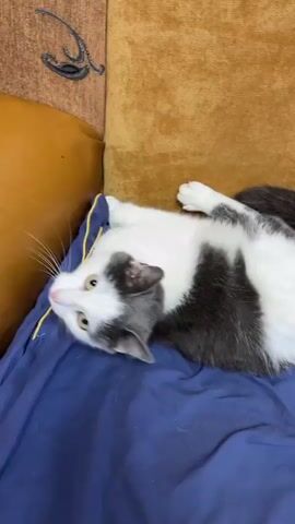 The video shows a grey and white cat lying on its back on a blue fabric surface. The cat is looking at the camera with its eyes open. The cat's paws are extended. Behind the cat, a brown couch is visible. The lighting is dim.