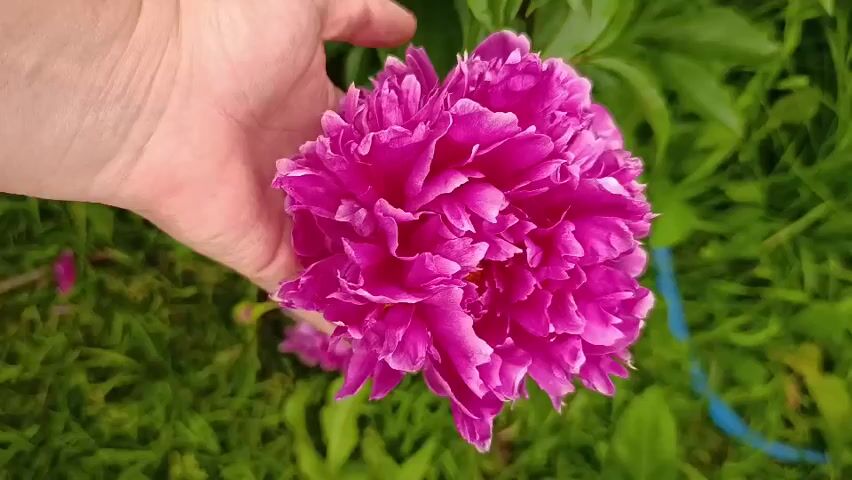 The video shows a hand holding a large, vibrant pink peony flower. The hand is light-skinned and positioned on the left side of the frame, cradling the flower. The peony is fully bloomed with many ruffled petals. The background is a blur of green grass and foliage, suggesting an outdoor setting, possibly a garden. There is another smaller pink peony visible in the lower left corner of the frame, and a hint of a blue object, possibly twine or a ribbon, in the lower right. The video is a close-up shot, focusing on the flower and the hand. The lighting appears natural, indicating it was filmed during the daytime.