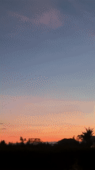 Sunset and cat observed in Mengwi, Indonesia