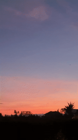 Sunset and cat observed in Mengwi, Indonesia