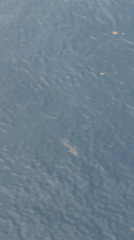 Gulf sunset witnessed with birds, ship visible on horizon