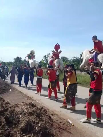 On a clear day, a procession is taking place on an asphalt road. Individuals dressed in red, gold, and blue are carrying large, white, figurative sculptures on their shoulders, using wooden poles for support. Each sculpture has a person seated on top. There are people dressed in plain clothing walking alongside the carriers. To the side of the road, a pile of dark earth or compost is visible. Motorcycles pass by the procession. In the background, trees and other greenery are visible. The scene suggests a cultural event or parade.