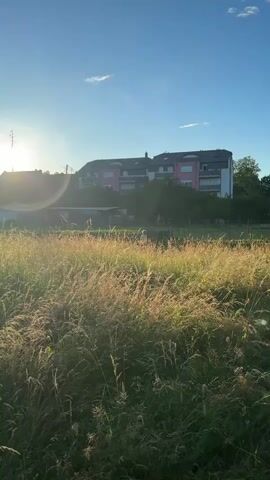 A vertical video shows a field of tall grass with seeds in the foreground. In the background, a multi-story building with pink accents on its facade stands behind a line of trees. The sun is low in the sky, creating lens flare and casting a golden glow on the grass. The sky is clear and blue with a few wispy clouds. A faint antenna-like structure is visible on the left side of the frame. The scene appears to be outdoors during sunset or sunrise.