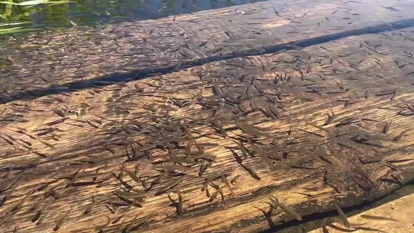 The video shows a school of tiny fish swimming in shallow, clear water over a wooden surface. The wooden surface appears to be planks of wood, possibly a dock or a bridge. Sunlight filters through the water, illuminating the fish and the wood. The fish are small and dark, and they move in unison, creating a shimmering effect. Some green aquatic plants are visible in the upper left corner of the frame. The overall scene is one of natural abundance and peaceful movement.
