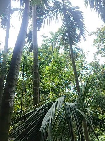 This video shows a low-angle view looking up through several tall palm trees. The sky is visible through the fronds, and the leaves of the trees are lush and green. The scene appears to be a tropical or subtropical environment.