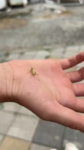 A very small praying mantis rests on an open palm. The praying mantis is green with long, thin legs and antennae. The hand appears to be human and is held steady. The background is blurred but shows a paved surface with visible square tiles and some lighter, possibly concrete or gravel areas. A white structure is faintly visible in the upper right of the frame. The lighting suggests an outdoor setting, possibly during the day. The footage is stable and focuses on the mantis.