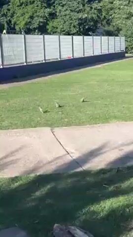 The video shows three green parrots standing on a grassy lawn next to a sidewalk. They appear to be foraging or resting. After a few seconds, the parrots take flight, flying towards a fence. The camera pans upward to show the fence, which surrounds a structure containing some objects, but their exact nature is unclear. The background includes green trees and a bright blue sky.