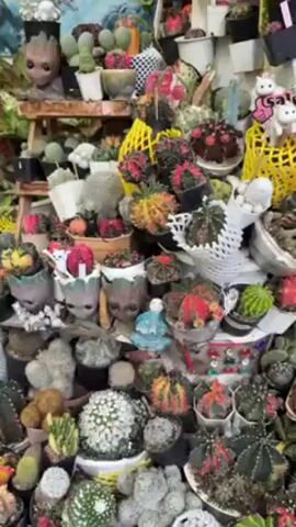 The video shows a dense collection of potted cacti and succulents displayed for sale. The plants are arranged on multiple levels, filling the frame with a variety of shapes, sizes, and colors. Many are individually wrapped in protective netting. Some pots have decorative features like a Baby Groot head or a small Buddha figure. A "Sale" sign is visible, attached to one of the pots. The environment suggests a plant shop or outdoor market. The camera pans slowly to the right, showing the diversity of the plant collection.