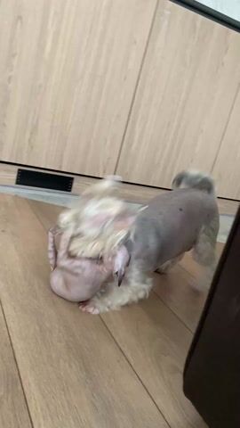 A small, mostly hairless dog with a white mane of hair on its head plays with a small, hairless kitten on a wood laminate floor. The dog pushes the kitten around and nips at it playfully. A wood grain cabinet can be seen in the background.