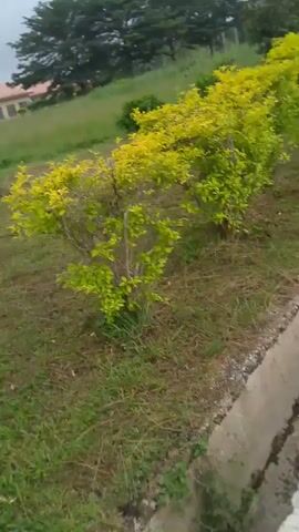 The video shows a person walking along a gray concrete sidewalk bordering a grassy area with short, yellow-green bushes. The sidewalk transitions into a gray asphalt road, bordered by a low concrete curb on one side and grassy land on the other. The environment includes trees, buildings in the distance, and utility poles. The weather appears overcast. The camera is held by the walking person, resulting in a shaky perspective.