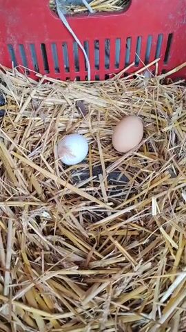 The video shows a hand moving two chicken eggs in a nest of straw. The nest is in a red plastic crate, the kind used for groceries. One egg is white with a feather stuck to it and the other is brown. The hand is pale and looks to be an adult male. It moves the brown egg and then touches and repositions the white egg with the feather attached.