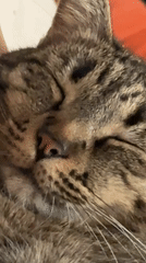 Cats and owner enjoy quiet evening rest in Puebla home