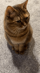 Human and brown tabby cat share gentle moments together