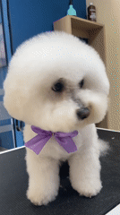 White dog in purple bow tie sits at Lima grooming salon