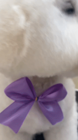 White dog in purple bow tie sits at Lima grooming salon