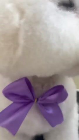 The video shows a small, white, fluffy dog wearing a purple bow tie sitting on a table in what appears to be a pet grooming salon. The dog is looking around and occasionally licks its nose. In the background, there is a blue wall, a glass door, and a shelf with various bottles and containers. The dog's fur is neatly trimmed, giving it a rounded, almost spherical appearance.  There is also some machinery turned on in the background during the first second of the video.