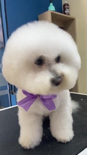 White dog in purple bow tie sits at Lima grooming salon