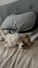 Small terrier relaxes on bed in Tbilisi morning