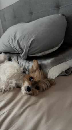 Small terrier relaxes on bed in Tbilisi morning