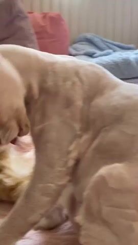 The media file shows two cats in an indoor setting, likely a bedroom. The subject in the foreground is a white, hairless cat, possibly a Sphynx breed, with large ears and blue-grey eyes. It is leaning over a ginger and white tabby kitten. The kitten is lying down on a pink, textured surface, likely a blanket or bedspread. The white cat is grooming the kitten, licking its back. The scene appears to be indoors, with soft lighting suggesting it might be daytime. Behind the cats, there are soft furnishings including pillows, one with a Captain America shield design, and another pink pillow. The overall mood appears calm and affectionate. No text is visible in the media.