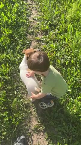A young child wearing a light green t-shirt and dark shorts is crouching on a dirt path surrounded by green grass. The child's back is to the camera, and their head is visible, showing brown hair. In front of the child, a small white and brown dog, possibly a Jack Russell Terrier, stands facing away from the child. The dog has a mostly white body with brown markings on its head and a patch on its back. The child reaches out and touches the dog's back, then gently reaches towards its tail. The dog looks upward and then slightly to the side as the child interacts with it. The scene is outdoors on a sunny day.