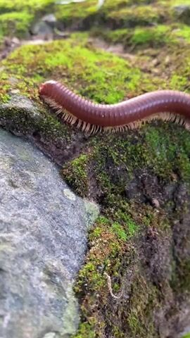 The video shows a reddish-brown millipede crawling across a rock covered in green moss. The millipede has many pairs of legs which can be seen moving as it walks. The rock is situated next to a larger grey rock. The lighting is natural and the scene is in focus.