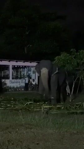 A dimly lit video shows an elephant standing in front of a pink building with windows. The elephant is facing away from the camera, eating grass. Several people are visible near the building, some sitting and some standing. Trees are also present in the scene. The ground is covered with grass and some scattered vegetation. The overall atmosphere is dark, suggesting it is nighttime. The video cuts abruptly to a blurred image of green foliage and a dark background.