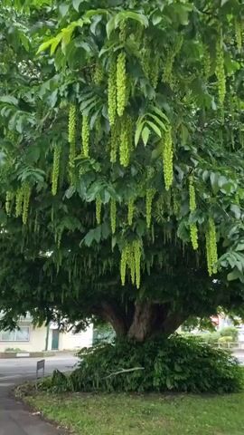 The video shows a large tree with numerous green, hanging, catkin-like structures. The tree has a thick, gnarled trunk and a dense canopy of green leaves. The catkins are clustered together and hang down in long strands, giving the tree a unique appearance. The tree is situated on a grassy area next to a paved path. In the background, a building with a white facade and a few windows can be seen. The overall scene is a close-up view of the tree and its unusual fruit or flowers.