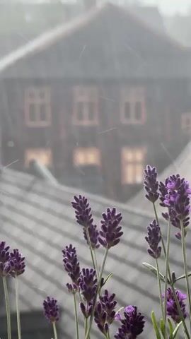 This media file captures a serene scene of lavender flowers in bloom against the backdrop of a building with a distinctive gabled roof and numerous windows. The building's wooden facade and the style of the windows suggest a traditional architectural aesthetic, possibly in a mountainous or rural setting. The overall atmosphere is tranquil and slightly melancholic, enhanced by the presence of falling rain, which creates a soft, diffused light and adds a sense of peaceful solitude. The focus is on the vibrant purple of the lavender, which stands out against the muted tones of the rain and the building, suggesting a fresh, damp environment. The time of day appears to be overcast, likely daytime, given the ambient light. The location context of Zakopane, Poland, evokes imagery of the Tatra Mountains, traditional wooden architecture, and perhaps a slightly cool, damp climate, which is consistent with the rain shown. The scene conveys a sense of natural beauty and quiet contemplation. There is no visible text within the media file.